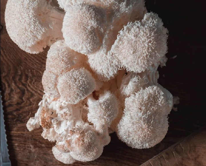 Ежовик Гребенчатый