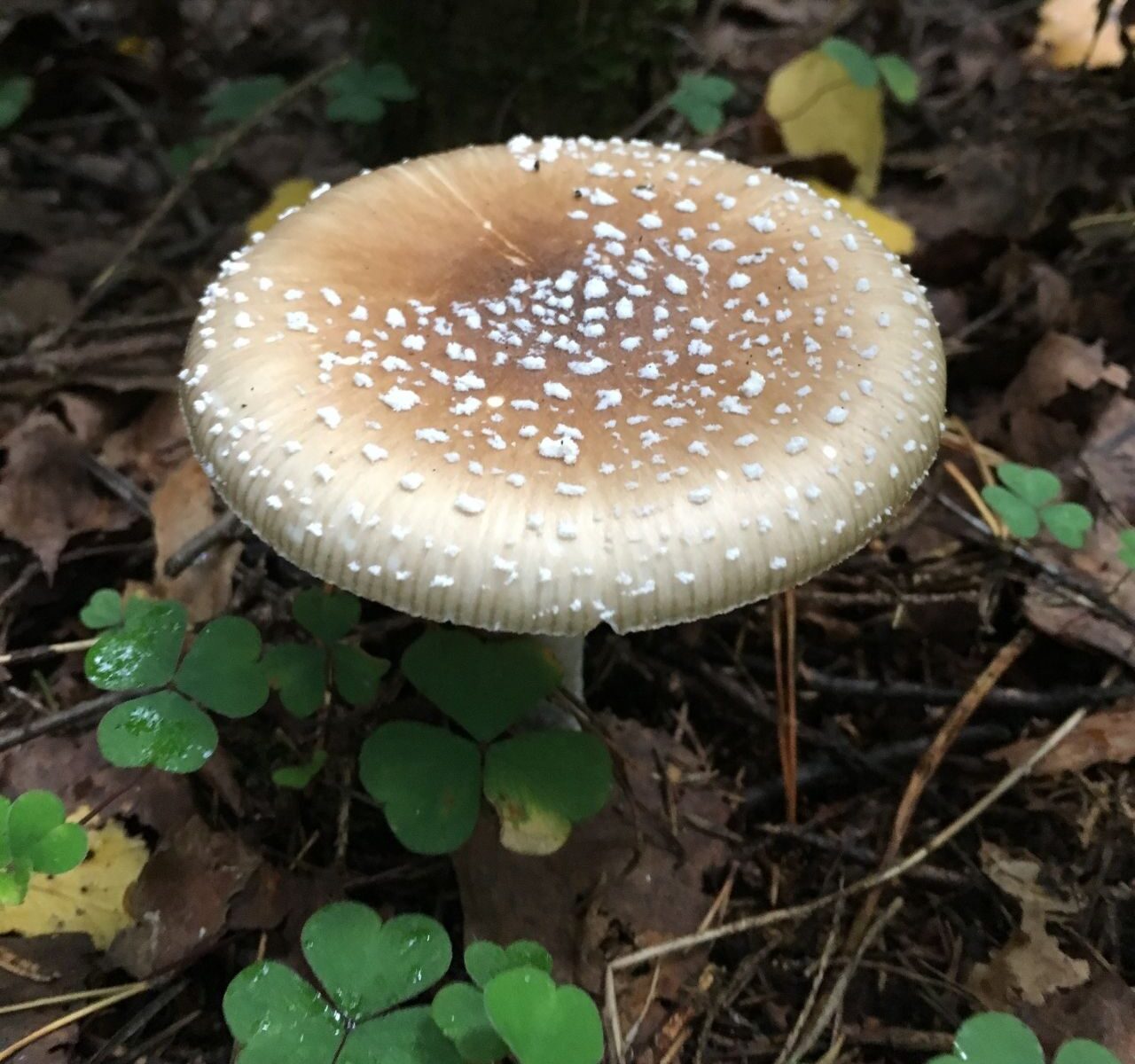 Пантерный мухомор